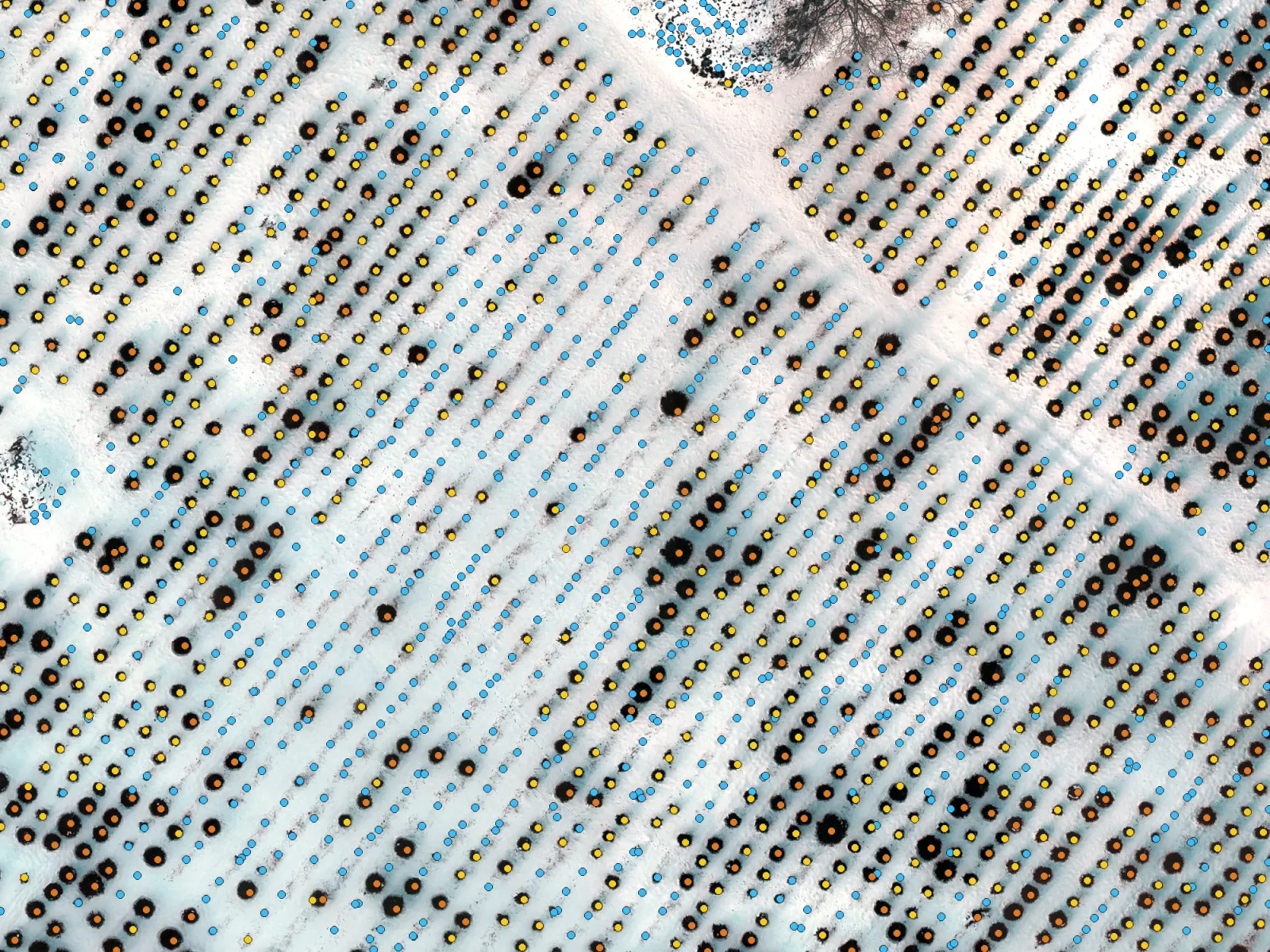 Snowy tree rows from above, with every tree marked by a dot colored by its size