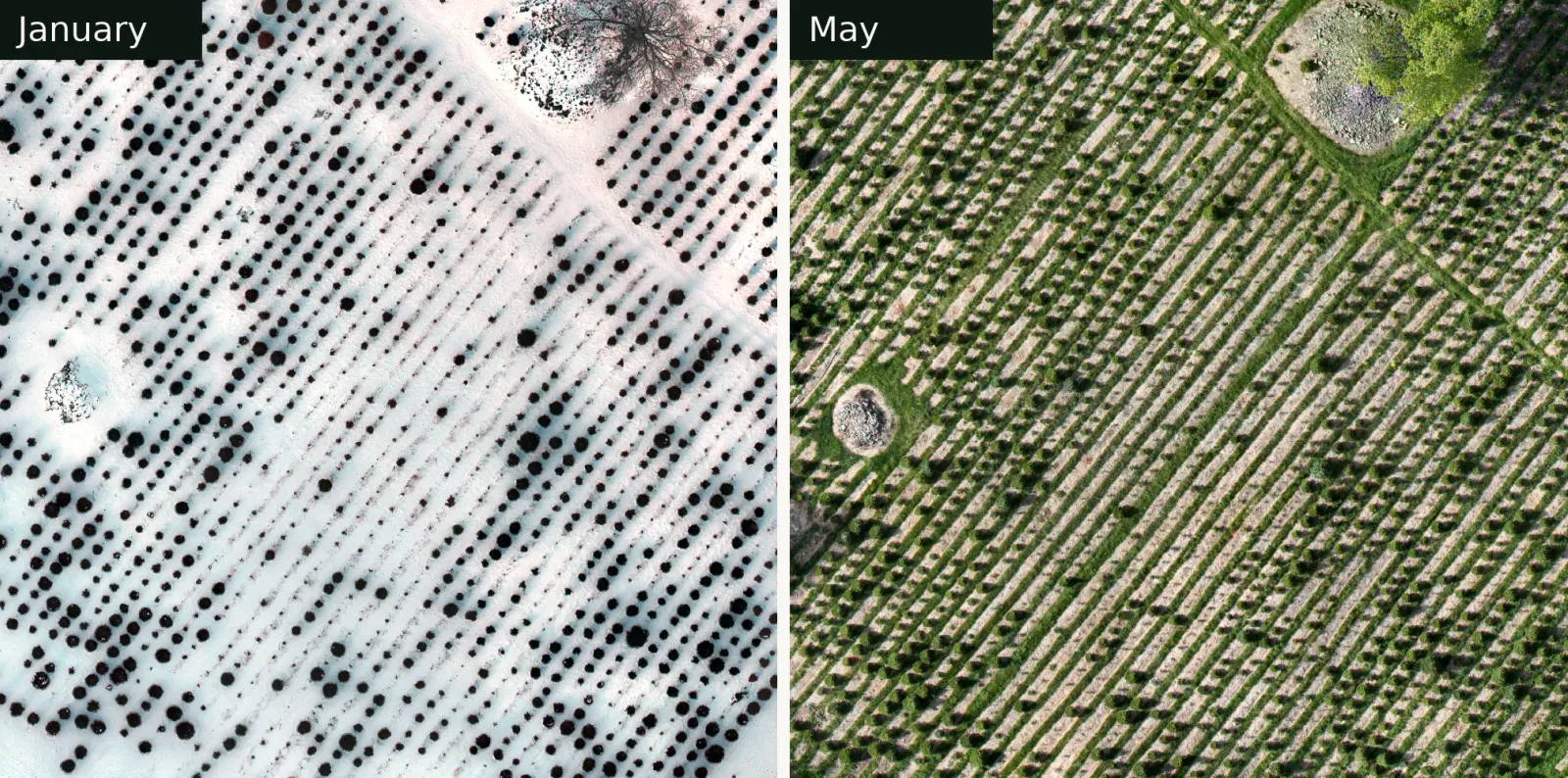 The same block of trees seen from above in January, under snow, and again in May