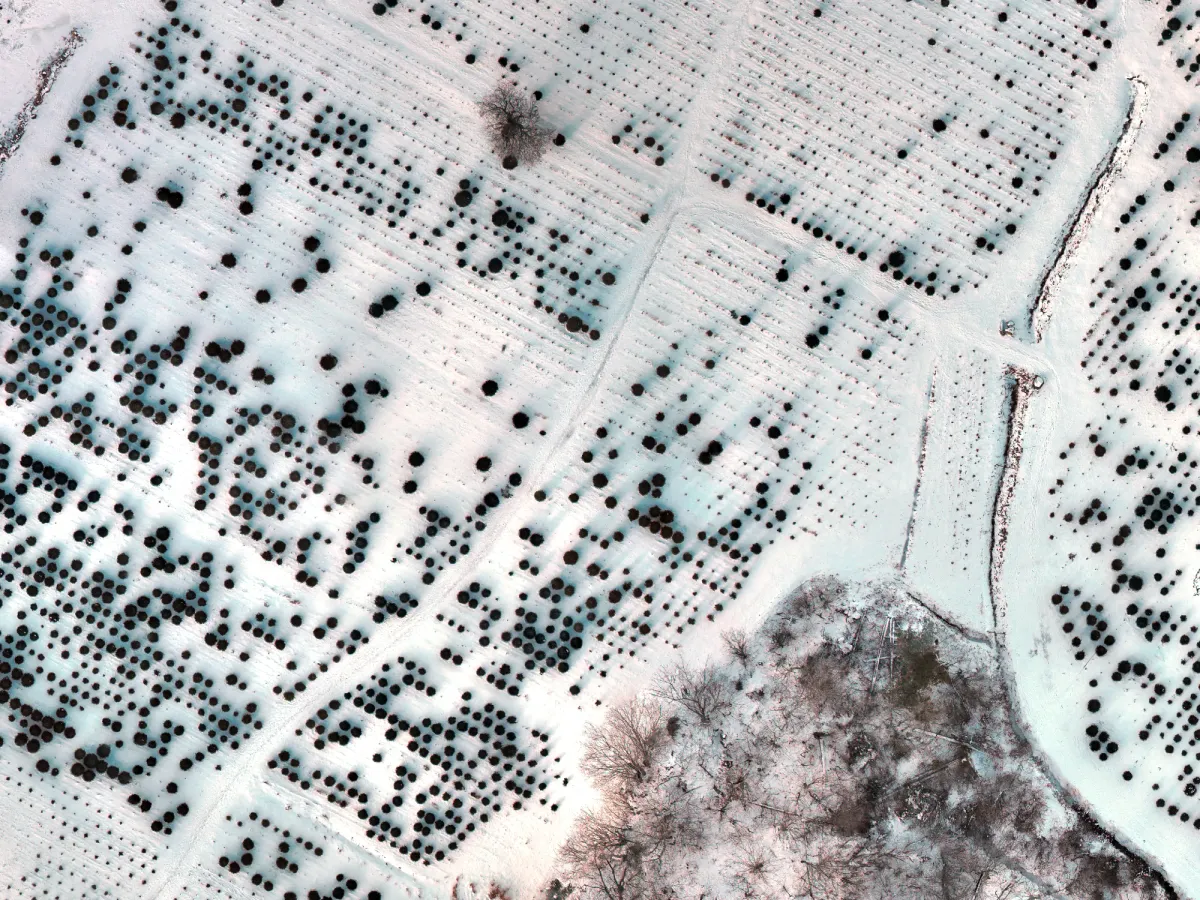 Aerial view of Christmas tree rows under snow, the firs dark against the white